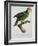 Yellow-Shouldered Parrot-Jacques Barraband-Framed Giclee Print