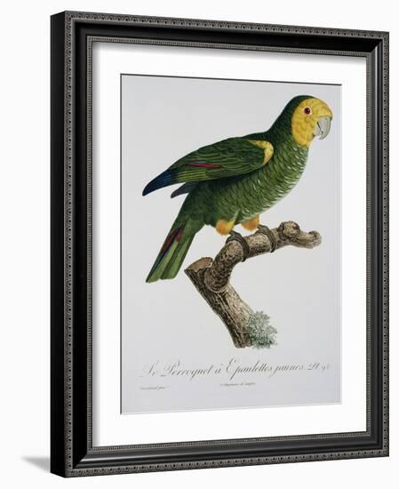 Yellow-Shouldered Parrot-Jacques Barraband-Framed Giclee Print