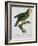 Yellow-Shouldered Parrot-Jacques Barraband-Framed Giclee Print