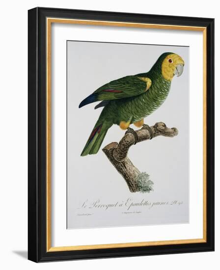 Yellow-Shouldered Parrot-Jacques Barraband-Framed Giclee Print