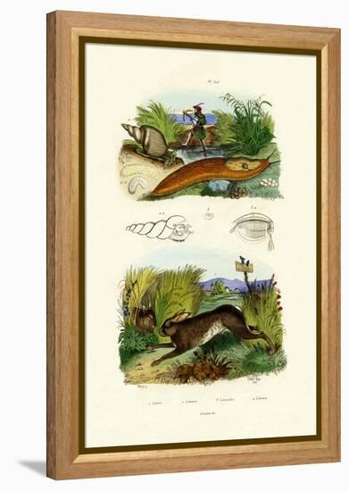 Yellow Slug, 1833-39-null-Framed Premier Image Canvas