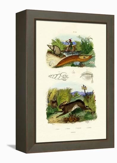 Yellow Slug, 1833-39-null-Framed Premier Image Canvas