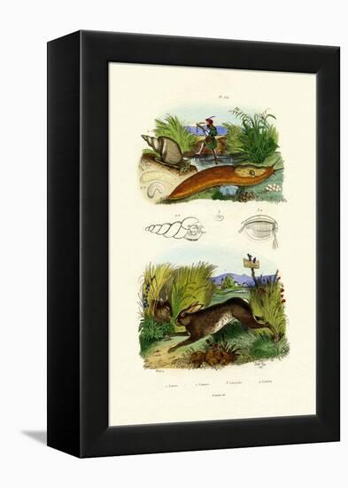 Yellow Slug, 1833-39-null-Framed Premier Image Canvas