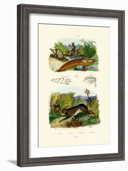Yellow Slug, 1833-39-null-Framed Giclee Print