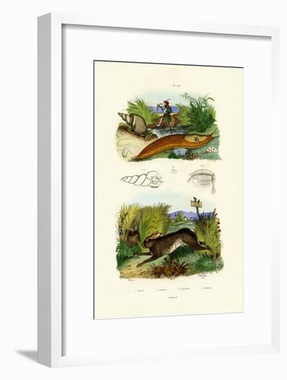 Yellow Slug, 1833-39-null-Framed Giclee Print