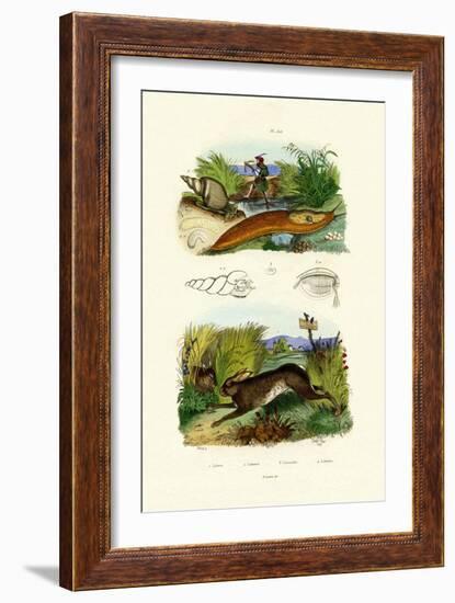 Yellow Slug, 1833-39-null-Framed Giclee Print