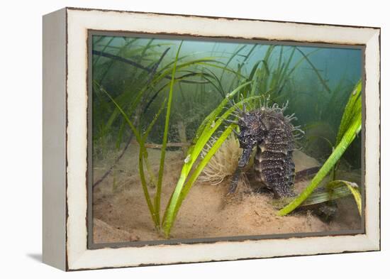 Yellow - Spiny Seahorse Female Sheltering in Meadow of Common Eelgrass, Studland Bay, Dorset, UK-Alex Mustard-Framed Premier Image Canvas