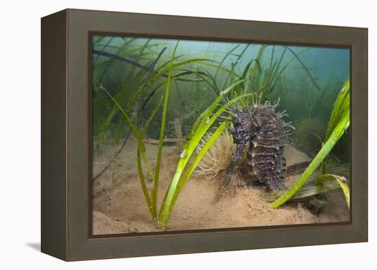 Yellow - Spiny Seahorse Female Sheltering in Meadow of Common Eelgrass, Studland Bay, Dorset, UK-Alex Mustard-Framed Premier Image Canvas