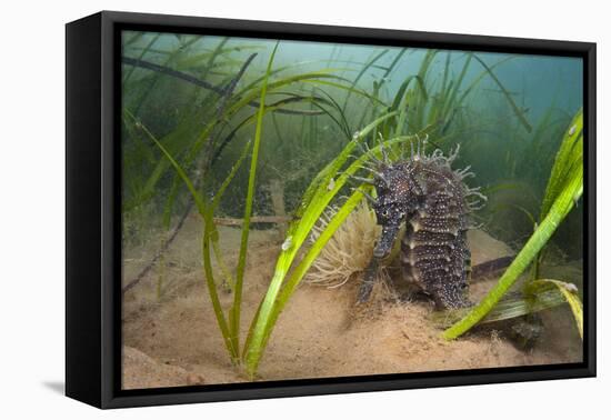 Yellow - Spiny Seahorse Female Sheltering in Meadow of Common Eelgrass, Studland Bay, Dorset, UK-Alex Mustard-Framed Premier Image Canvas