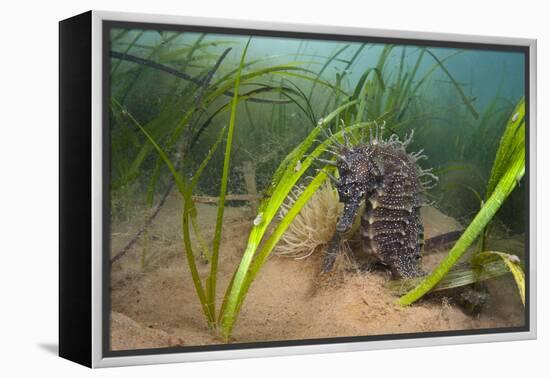 Yellow - Spiny Seahorse Female Sheltering in Meadow of Common Eelgrass, Studland Bay, Dorset, UK-Alex Mustard-Framed Premier Image Canvas