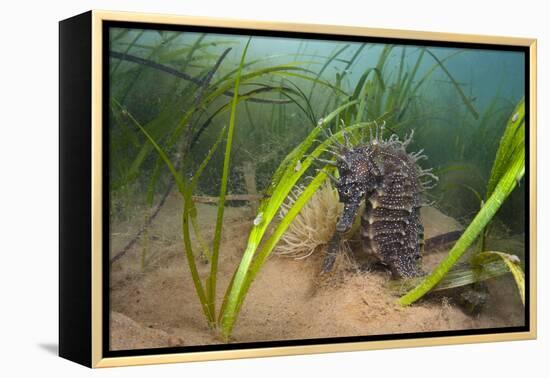 Yellow - Spiny Seahorse Female Sheltering in Meadow of Common Eelgrass, Studland Bay, Dorset, UK-Alex Mustard-Framed Premier Image Canvas