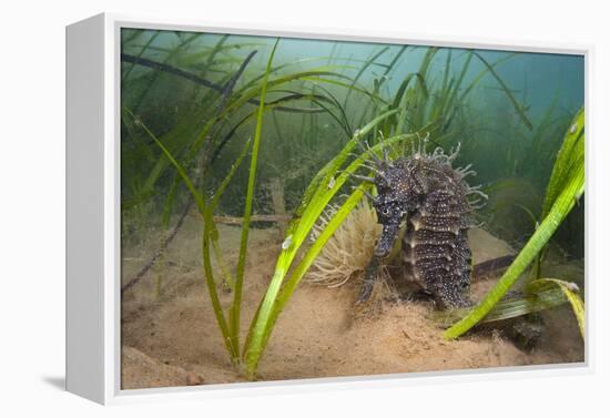 Yellow - Spiny Seahorse Female Sheltering in Meadow of Common Eelgrass, Studland Bay, Dorset, UK-Alex Mustard-Framed Premier Image Canvas