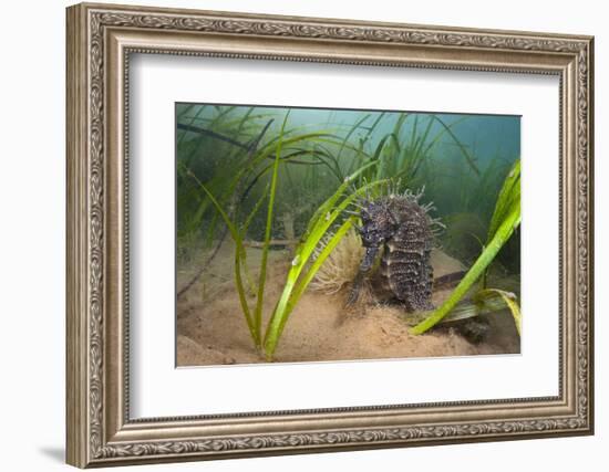 Yellow - Spiny Seahorse Female Sheltering in Meadow of Common Eelgrass, Studland Bay, Dorset, UK-Alex Mustard-Framed Photographic Print