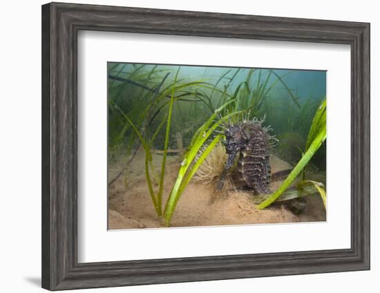 Yellow - Spiny Seahorse Female Sheltering in Meadow of Common Eelgrass, Studland Bay, Dorset, UK-Alex Mustard-Framed Photographic Print