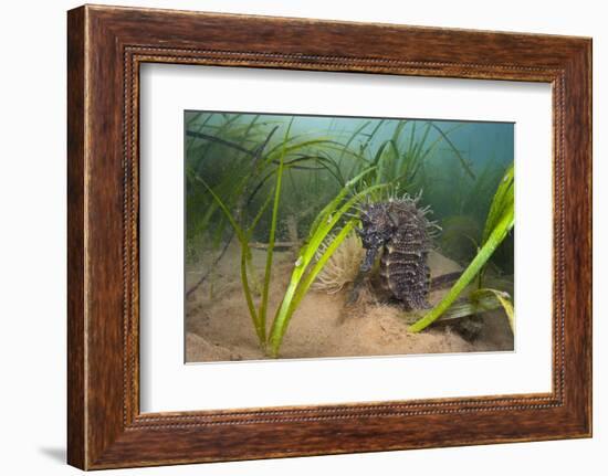 Yellow - Spiny Seahorse Female Sheltering in Meadow of Common Eelgrass, Studland Bay, Dorset, UK-Alex Mustard-Framed Photographic Print