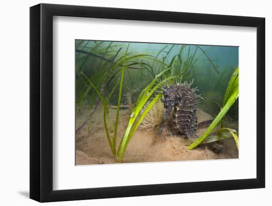 Yellow - Spiny Seahorse Female Sheltering in Meadow of Common Eelgrass, Studland Bay, Dorset, UK-Alex Mustard-Framed Photographic Print