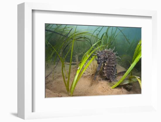 Yellow - Spiny Seahorse Female Sheltering in Meadow of Common Eelgrass, Studland Bay, Dorset, UK-Alex Mustard-Framed Photographic Print