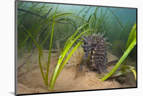 Yellow - Spiny Seahorse Female Sheltering in Meadow of Common Eelgrass, Studland Bay, Dorset, UK-Alex Mustard-Mounted Photographic Print