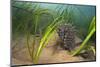 Yellow - Spiny Seahorse Female Sheltering in Meadow of Common Eelgrass, Studland Bay, Dorset, UK-Alex Mustard-Mounted Photographic Print