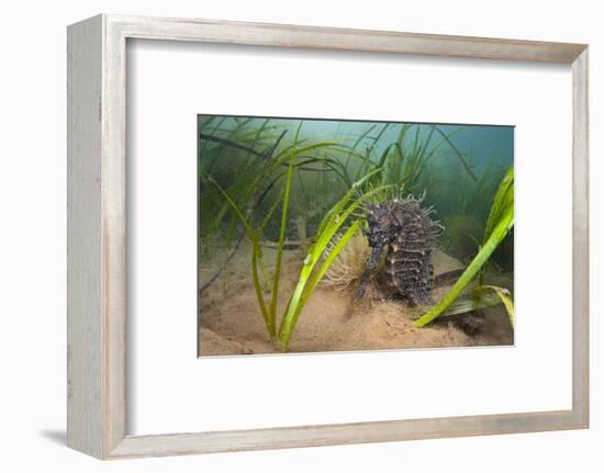 Yellow - Spiny Seahorse Female Sheltering in Meadow of Common Eelgrass, Studland Bay, Dorset, UK-Alex Mustard-Framed Photographic Print