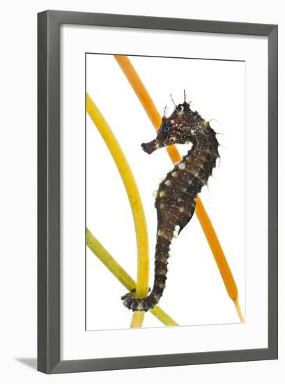 Yellow - Spiny Seahorse (Hippocampus Guttulatus) Attached to Plastic Seagrass, Dorset, UK-Alex Mustard-Framed Photographic Print