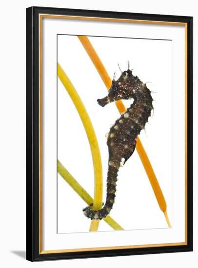 Yellow - Spiny Seahorse (Hippocampus Guttulatus) Attached to Plastic Seagrass, Dorset, UK-Alex Mustard-Framed Photographic Print