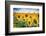 Yellow Splashes-Philippe Sainte-Laudy-Framed Photographic Print