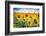 Yellow Splashes-Philippe Sainte-Laudy-Framed Photographic Print