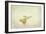 Yellow Spotted Butterfly-null-Framed Photographic Print