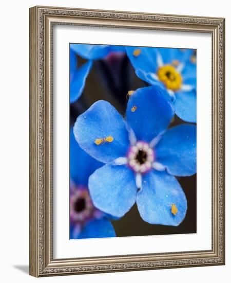 Yellow springtails on Forget-me-not flower, Austria-Konrad Wothe-Framed Photographic Print