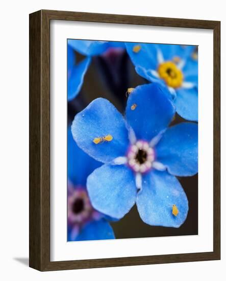 Yellow springtails on Forget-me-not flower, Austria-Konrad Wothe-Framed Photographic Print