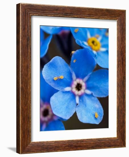 Yellow springtails on Forget-me-not flower, Austria-Konrad Wothe-Framed Photographic Print