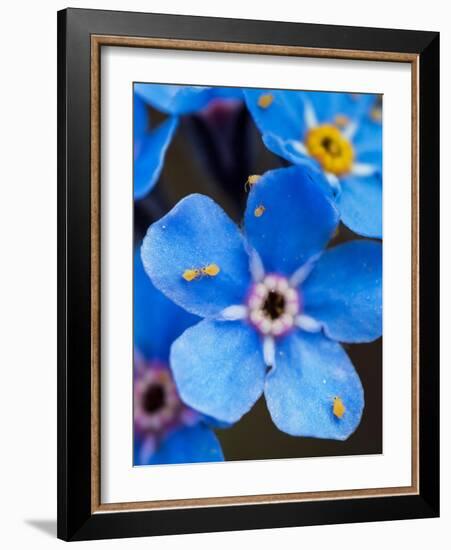 Yellow springtails on Forget-me-not flower, Austria-Konrad Wothe-Framed Photographic Print