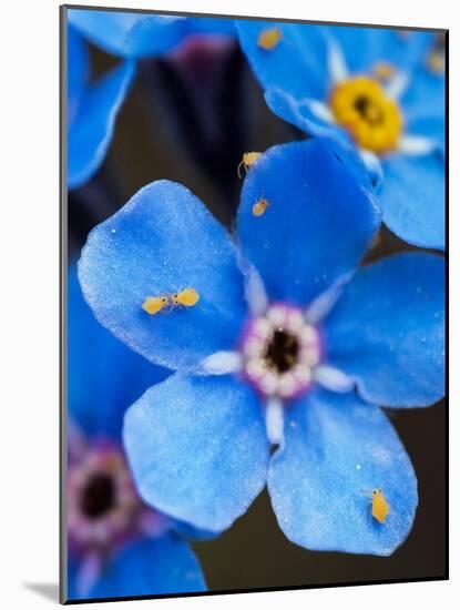 Yellow springtails on Forget-me-not flower, Austria-Konrad Wothe-Mounted Photographic Print