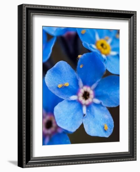 Yellow springtails on Forget-me-not flower, Austria-Konrad Wothe-Framed Photographic Print