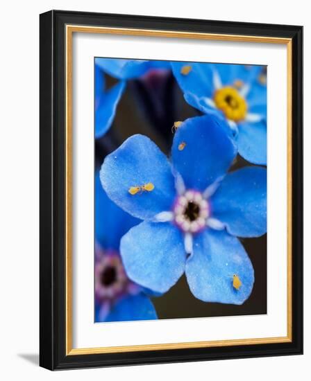 Yellow springtails on Forget-me-not flower, Austria-Konrad Wothe-Framed Photographic Print