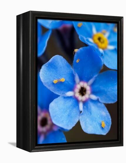 Yellow springtails on Forget-me-not flower, Austria-Konrad Wothe-Framed Premier Image Canvas