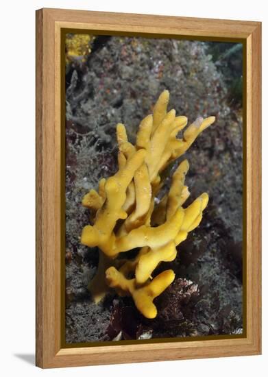 Yellow Staghorn Sponge, Lundy Island Marine Conservation Zone, Devon, England, UK-Linda Pitkin-Framed Premier Image Canvas