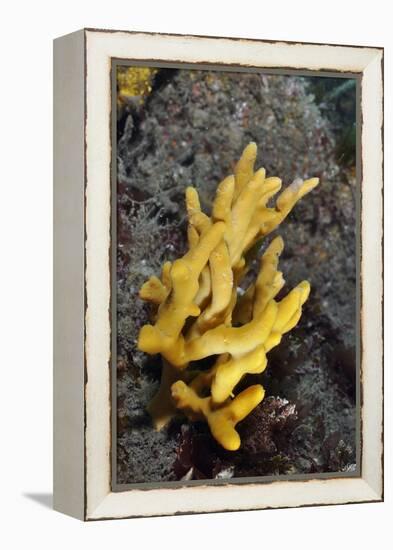 Yellow Staghorn Sponge, Lundy Island Marine Conservation Zone, Devon, England, UK-Linda Pitkin-Framed Premier Image Canvas