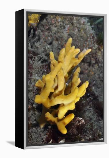 Yellow Staghorn Sponge, Lundy Island Marine Conservation Zone, Devon, England, UK-Linda Pitkin-Framed Premier Image Canvas