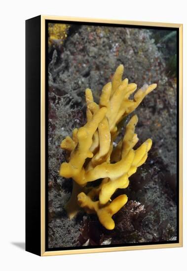 Yellow Staghorn Sponge, Lundy Island Marine Conservation Zone, Devon, England, UK-Linda Pitkin-Framed Premier Image Canvas