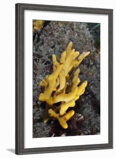 Yellow Staghorn Sponge, Lundy Island Marine Conservation Zone, Devon, England, UK-Linda Pitkin-Framed Photographic Print