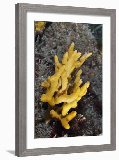 Yellow Staghorn Sponge, Lundy Island Marine Conservation Zone, Devon, England, UK-Linda Pitkin-Framed Photographic Print