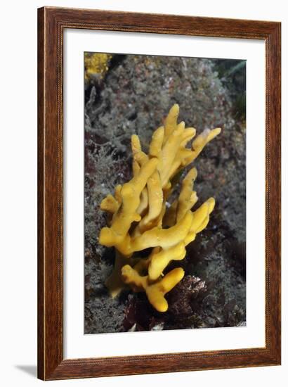 Yellow Staghorn Sponge, Lundy Island Marine Conservation Zone, Devon, England, UK-Linda Pitkin-Framed Photographic Print