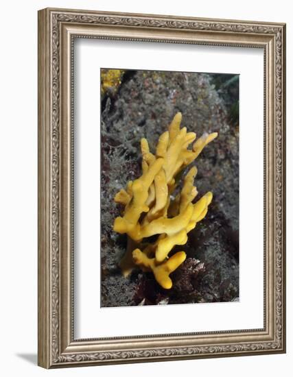 Yellow Staghorn Sponge, Lundy Island Marine Conservation Zone, Devon, England, UK-Linda Pitkin-Framed Photographic Print