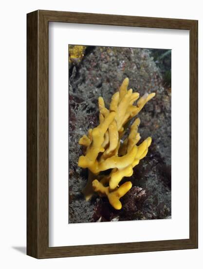 Yellow Staghorn Sponge, Lundy Island Marine Conservation Zone, Devon, England, UK-Linda Pitkin-Framed Photographic Print