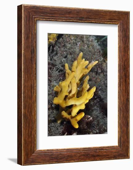 Yellow Staghorn Sponge, Lundy Island Marine Conservation Zone, Devon, England, UK-Linda Pitkin-Framed Photographic Print