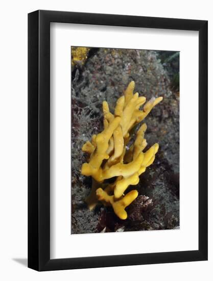 Yellow Staghorn Sponge, Lundy Island Marine Conservation Zone, Devon, England, UK-Linda Pitkin-Framed Photographic Print