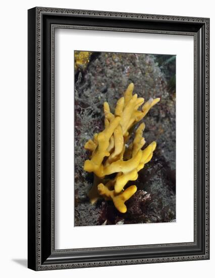 Yellow Staghorn Sponge, Lundy Island Marine Conservation Zone, Devon, England, UK-Linda Pitkin-Framed Photographic Print