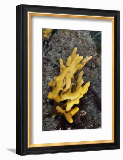 Yellow Staghorn Sponge, Lundy Island Marine Conservation Zone, Devon, England, UK-Linda Pitkin-Framed Photographic Print